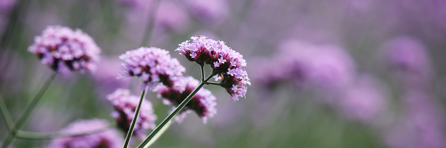 Blumen auf einer Wiese