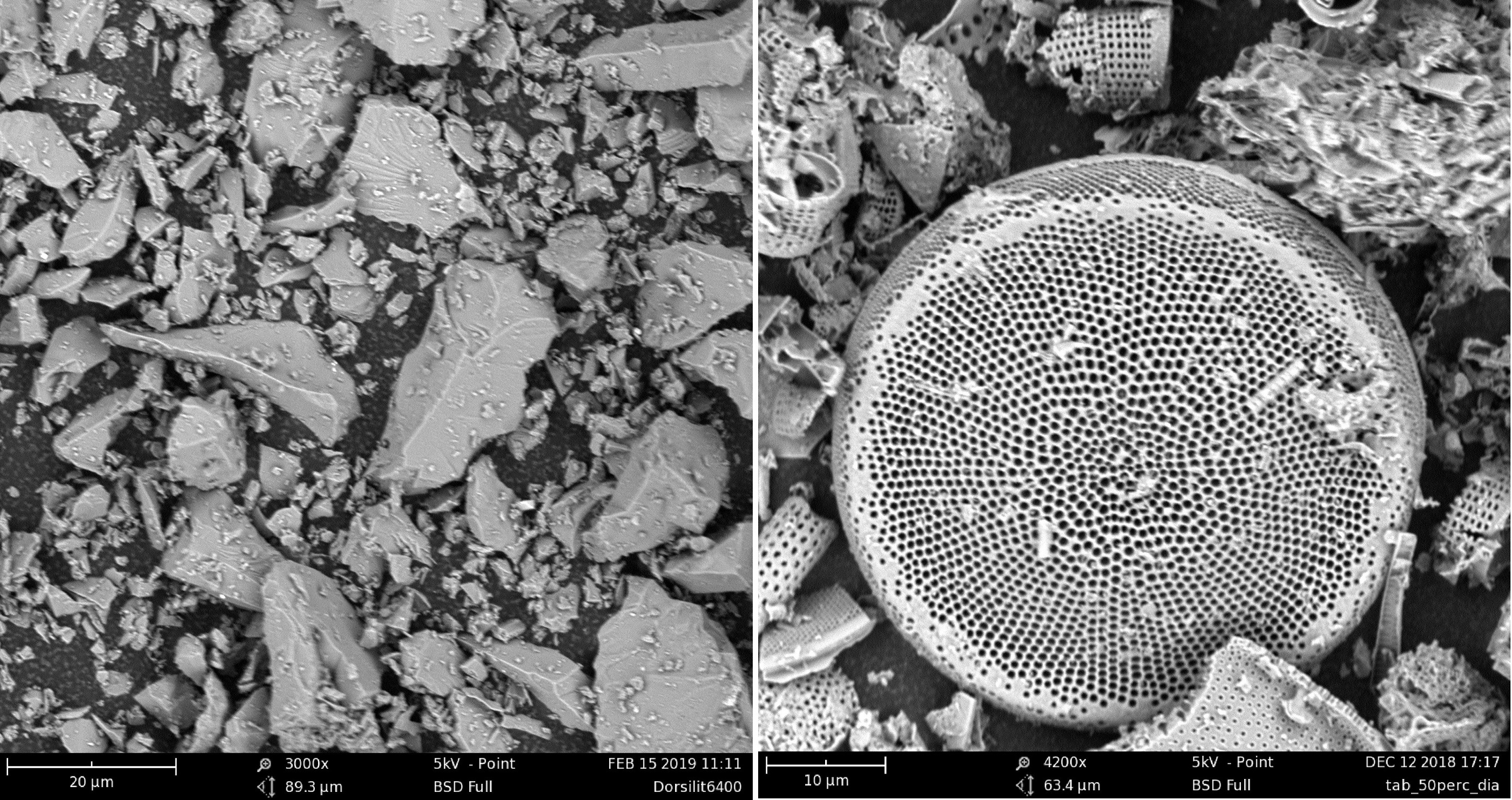 REM-Aufnahmen von amorpher Kieselsäure und Diatomeenerde