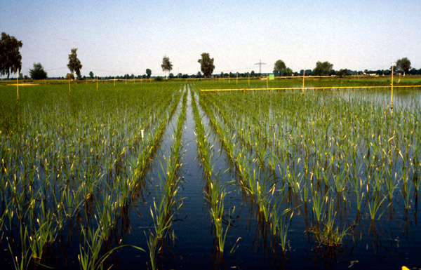 Cattail cultivation in Nieder­mooren