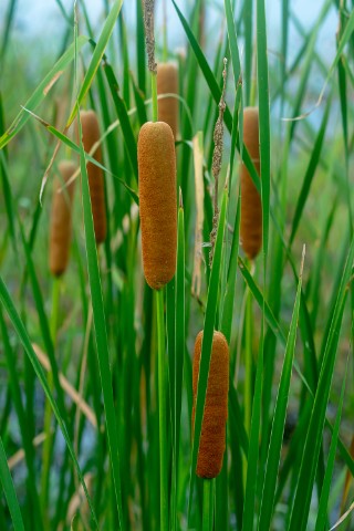 Cattail