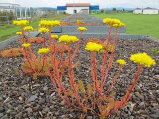 Natural weathering with flowers