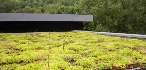 Roof Greening to help with consequences of climate change