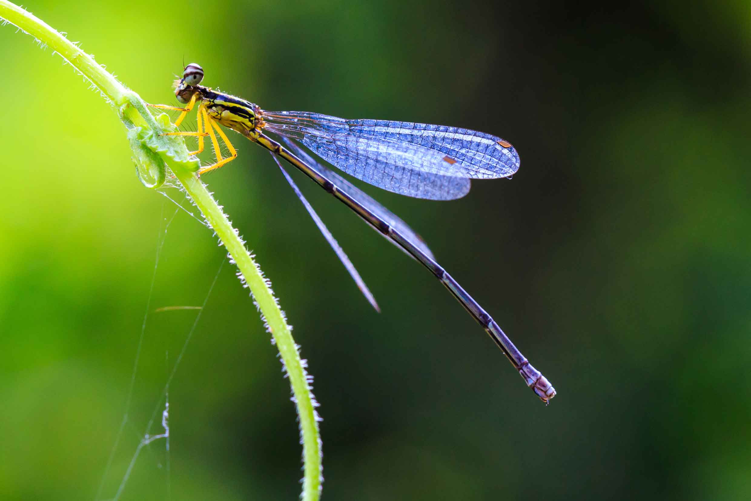Dragonfly Dragonfly