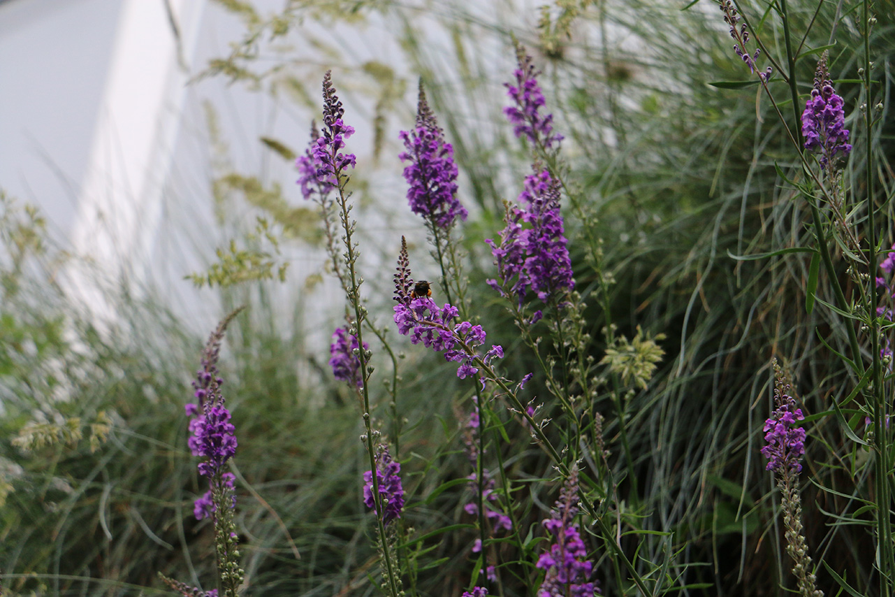 Wildbiene an der wilden Klimwand